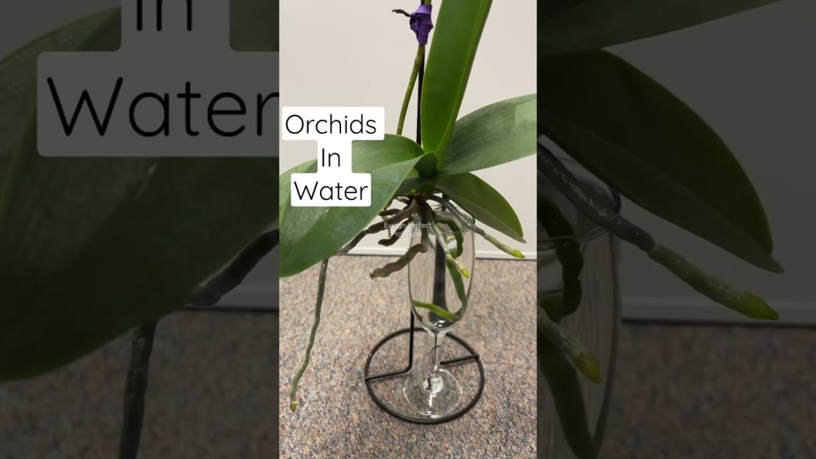 Orchids in Water #Shorts #plants Orchids in Water #Shorts #plants