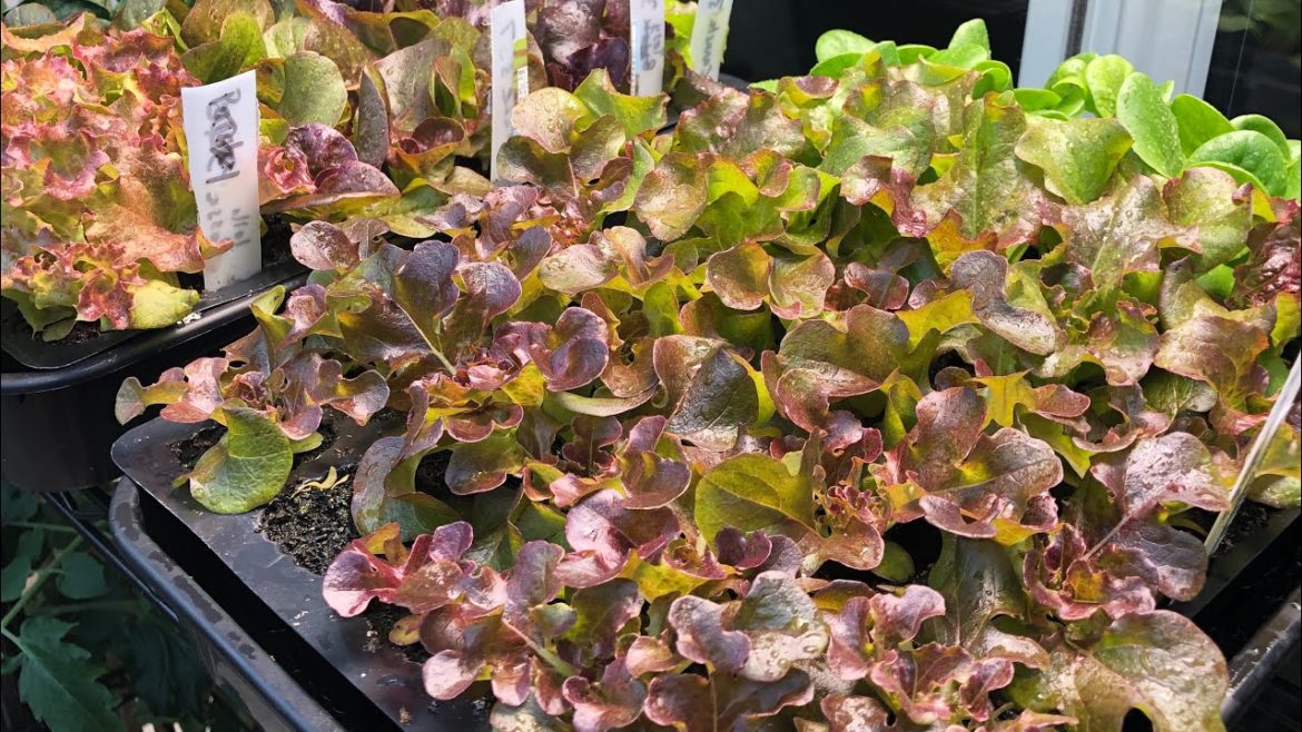 What I’m sowing and growing in December | part 1 of 2