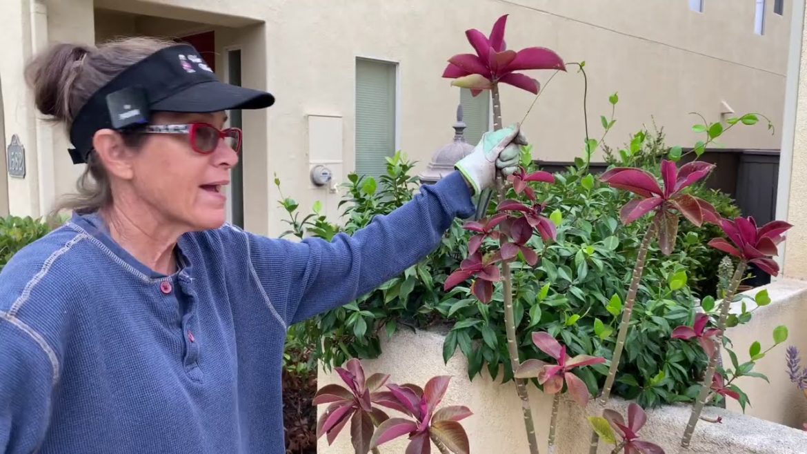 Succulent Courtyard Check in and More Summer Gardening Tips