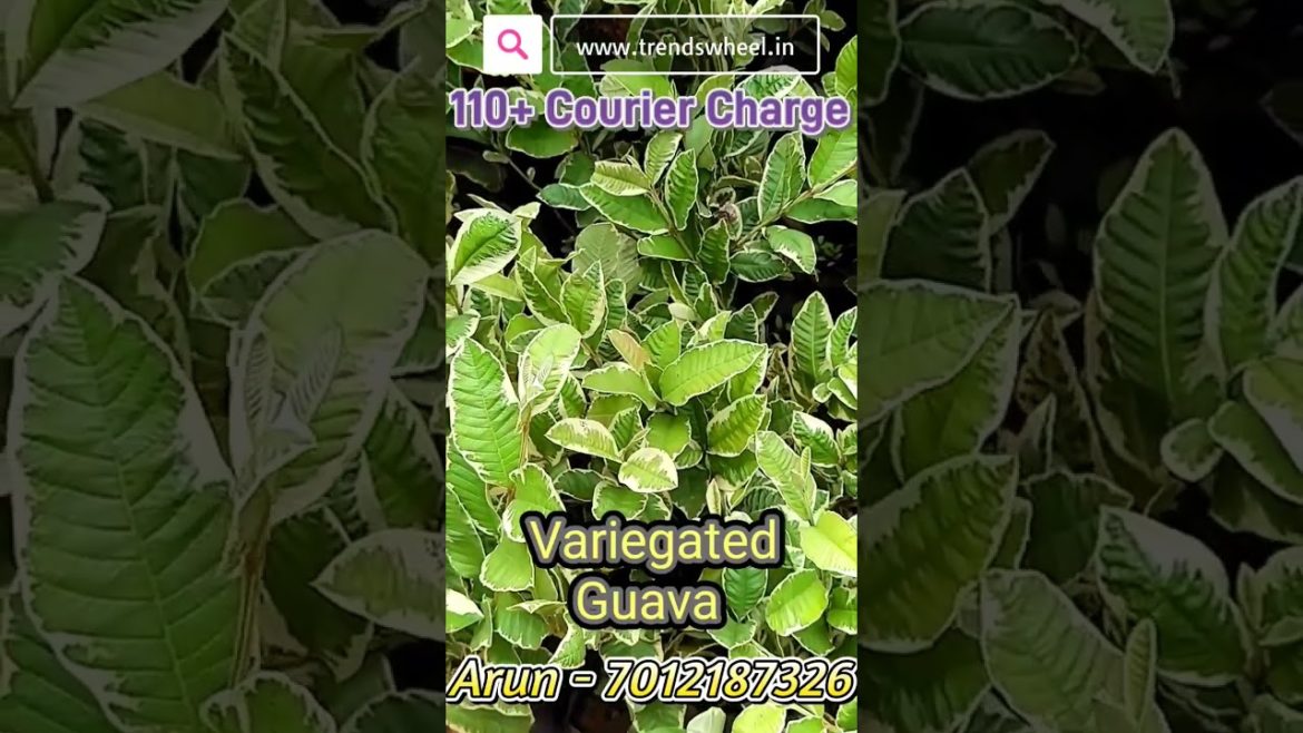 Variegated Guava Malayalam Trends Wheel #fruitsplants #trendswheel #VariegatedGuava