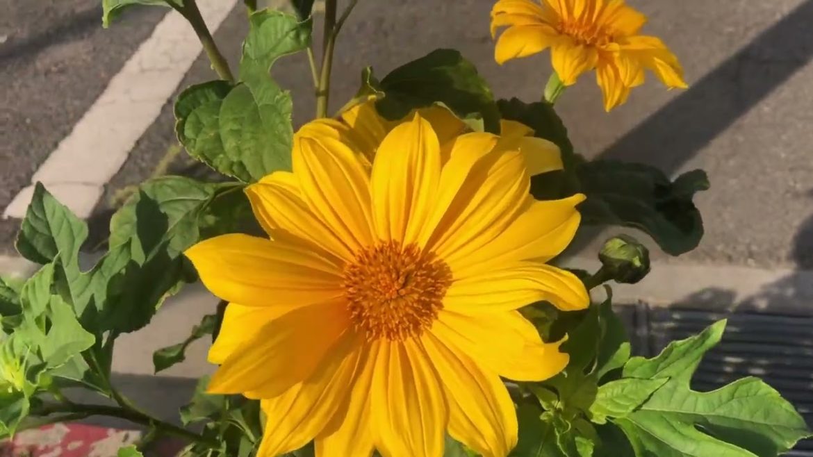 I Planted Some New Trees! I Planted Some New Trees!