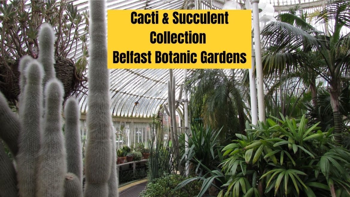 Cacti & Succulent Collection at Belfast Botanic Gardens Fall /Autumn Update #cactus #cacti