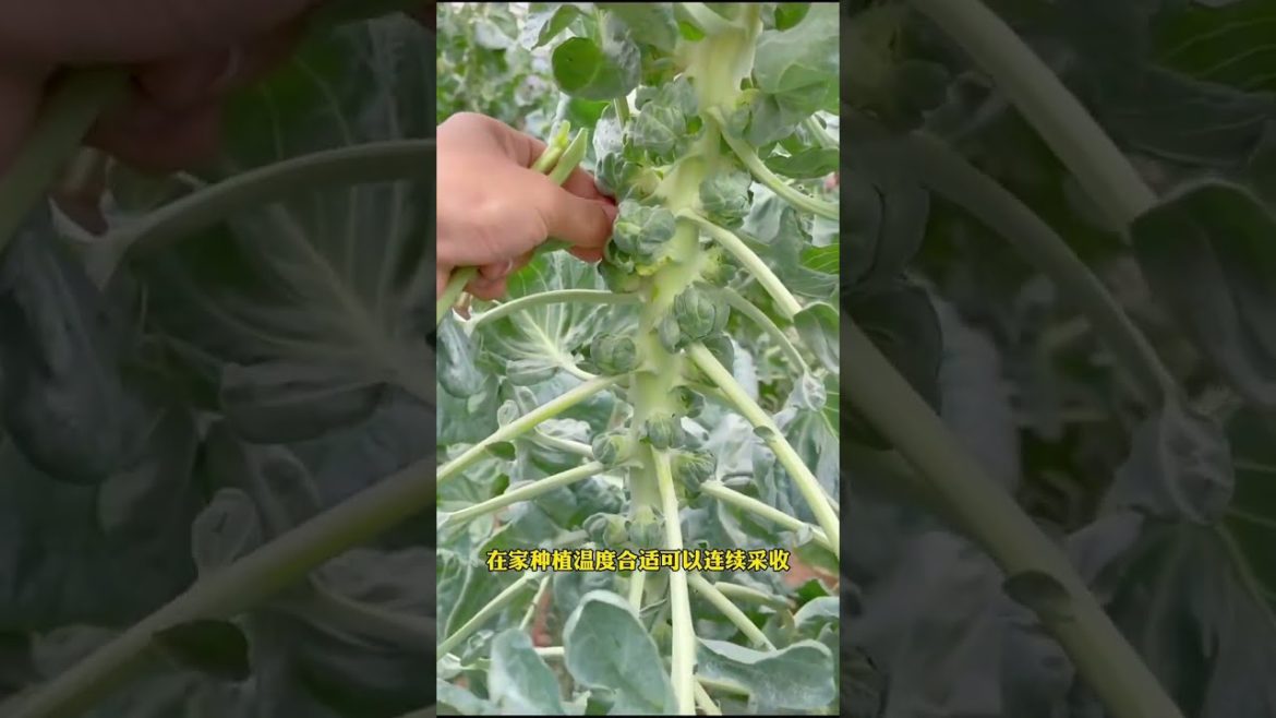 Episode 326 plant #shorts