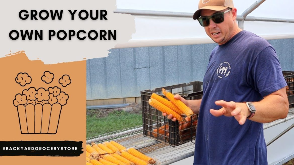We Made Organic Popcorn in our Backyard Garden! We Made Organic Popcorn in our Backyard Garden!