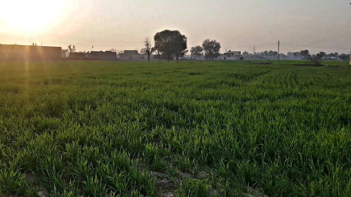 Vegetable Garden Tour || Village Organic Veg || Village Vegetable