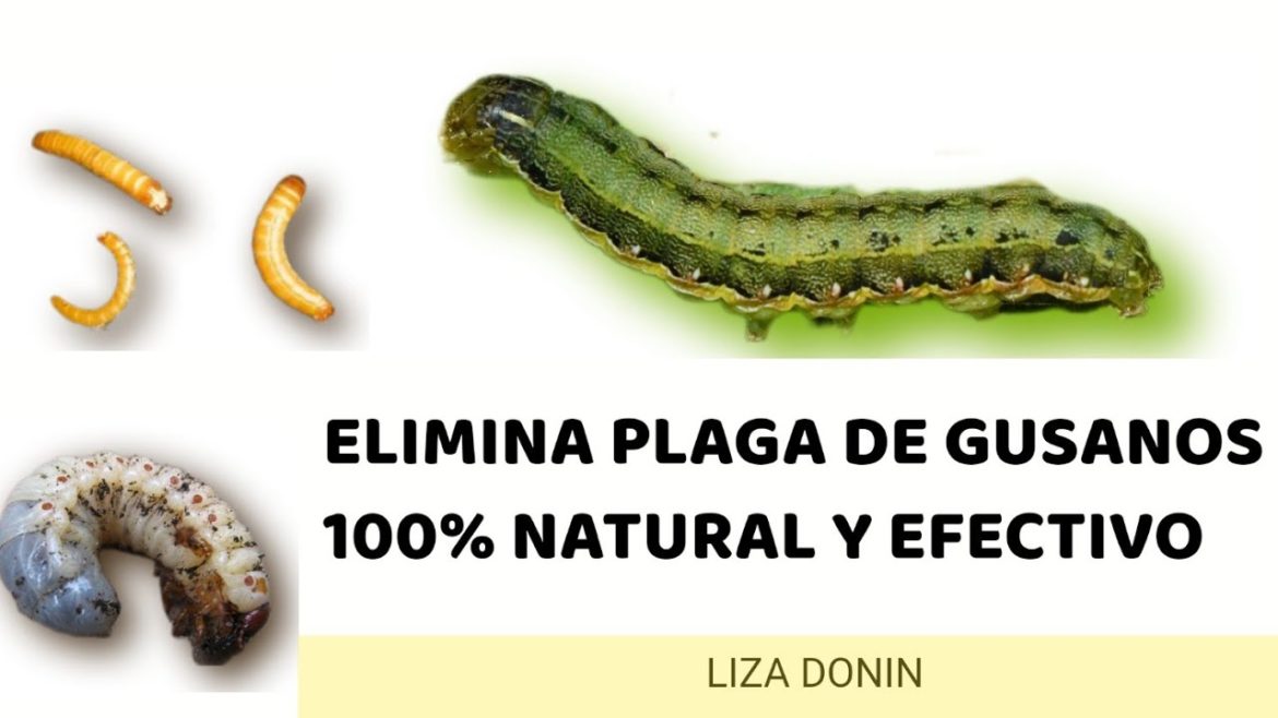SOLUCIONES PARA ELIMINAR GUSANOS 100% NATURAL Y EFECTIVO