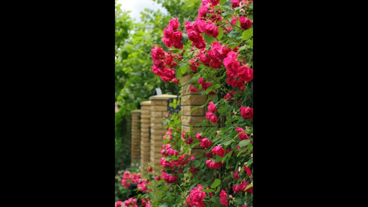 🌷 Climbing roses are gorgeous 🌷