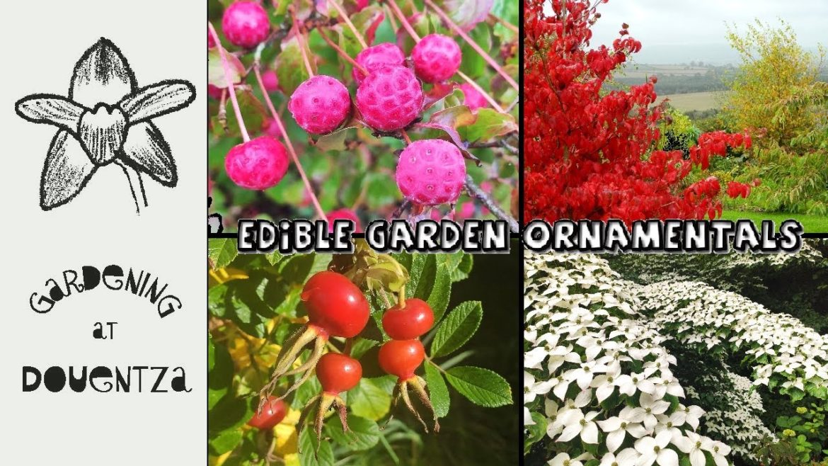 Edible Garden Ornamentals || Not Just for the Birds || Cornus kousa & Rosa rugosa || Quick & Easy