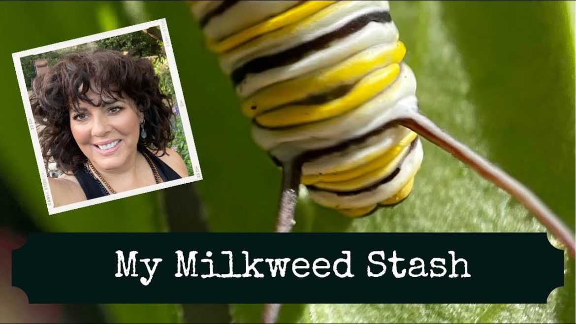 Butterfly Gardening | Backyard Garden Projects