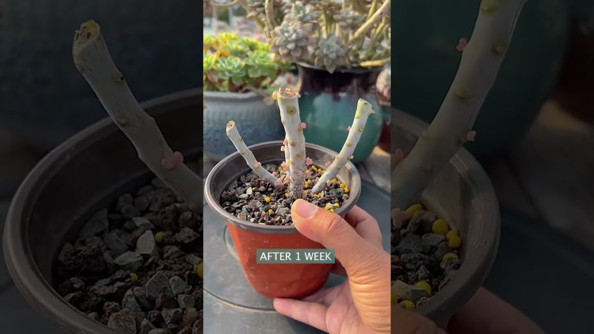 Tips for succulents | 多肉植物 | 다육이들 | Suculentas #plants