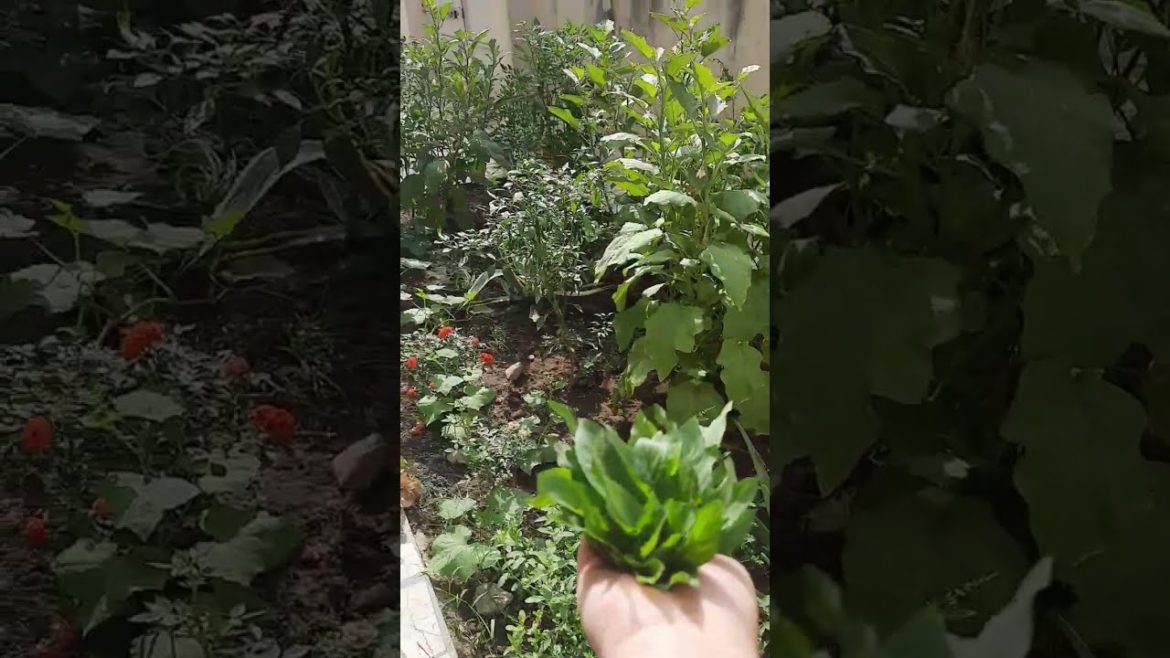 The first harvest of vegetables from small garden in the apartment