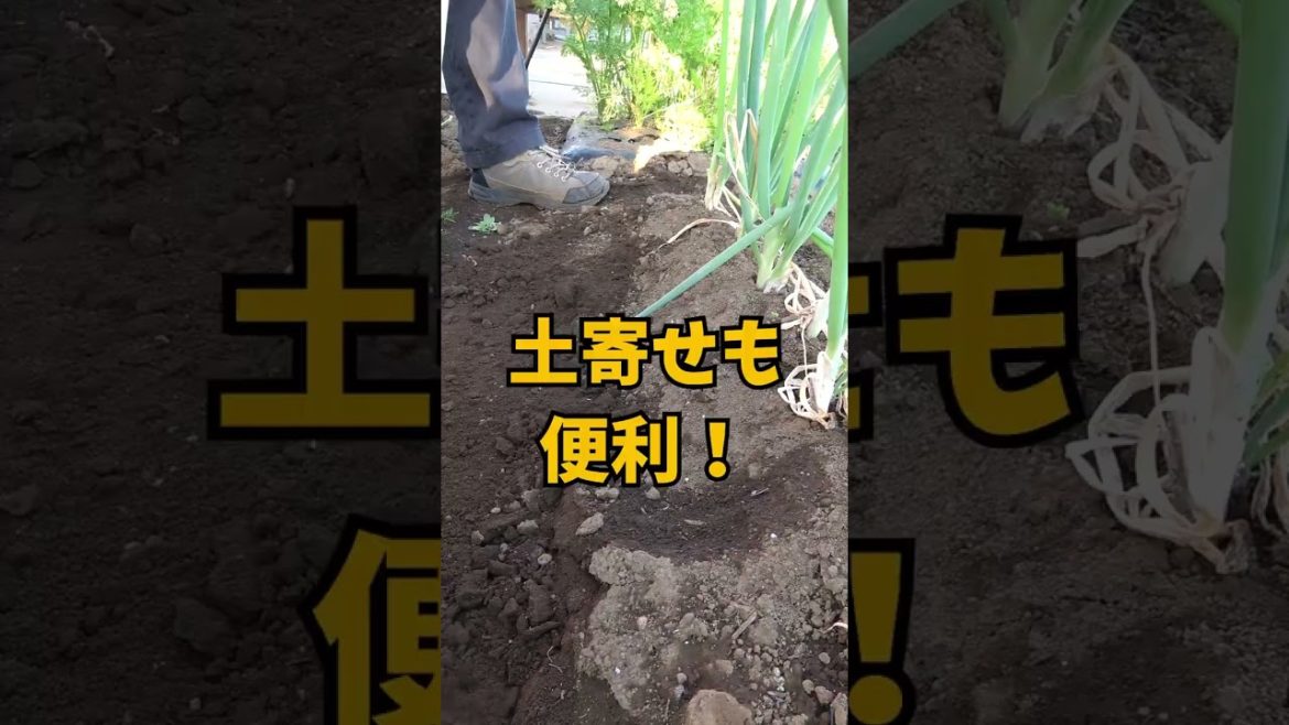 家庭菜園の栽培便利グッズ!三角ホ―! 除草・畝作り・土寄せ・種まき色々使える! #shorts /Commentary on farm equipment of Japanese farmers. 家庭菜園の栽培便利グッズ!三角ホ―! 除草・畝作り・土寄せ・種まき色々使える! #shorts /Commentary on farm equipment of Japanese farmers.