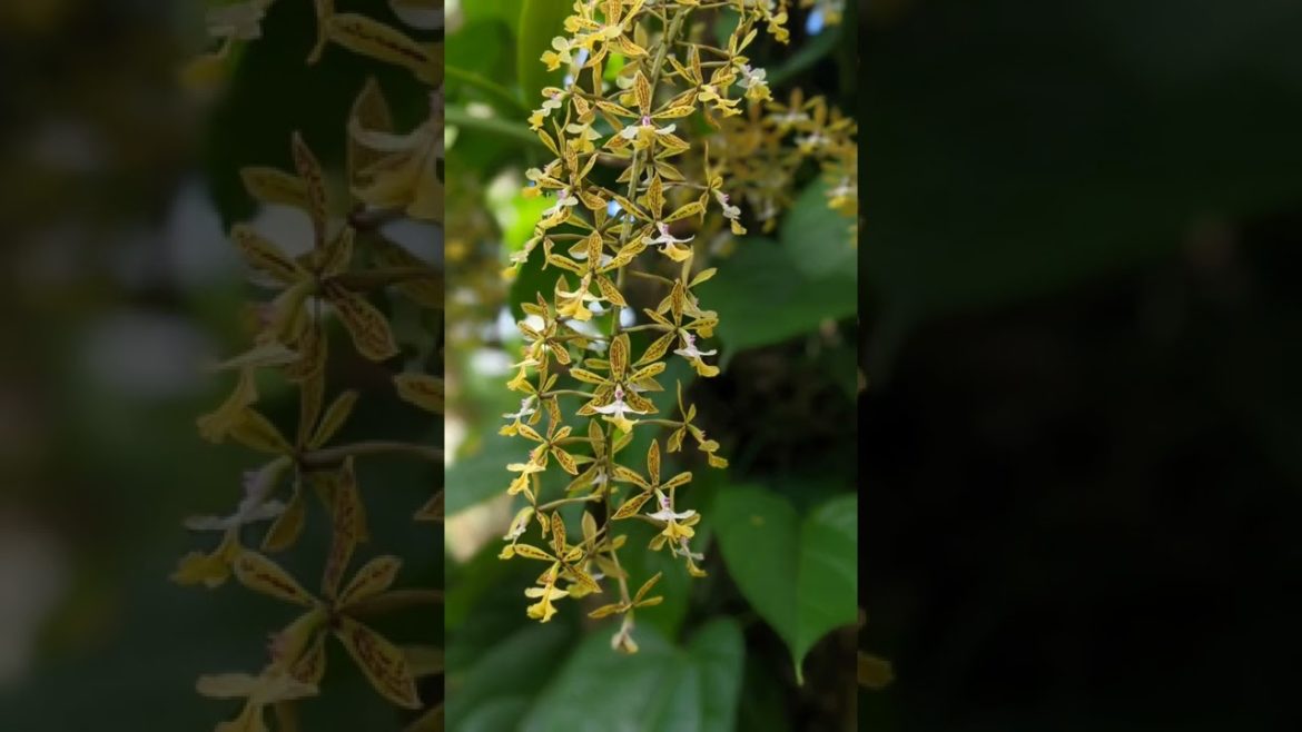 tropical edible plant nursery