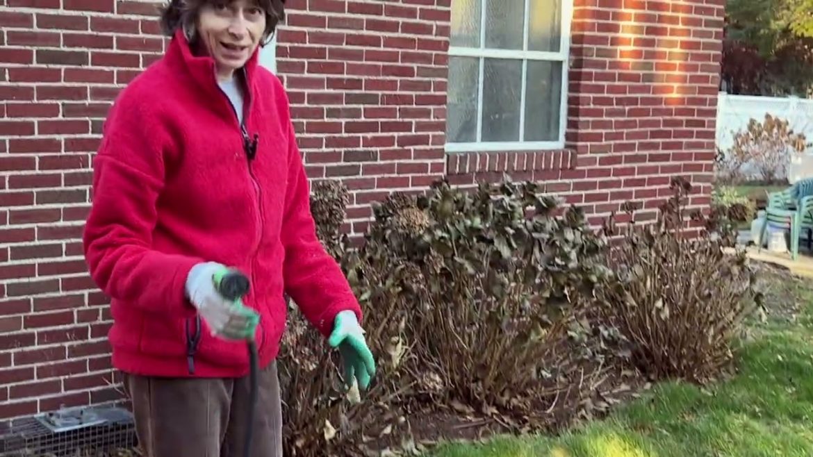 Digging up Dahlias in late fall