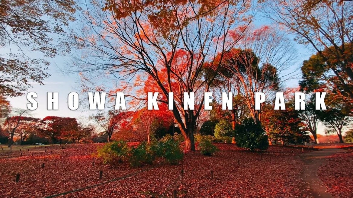 【AUTUMN IN JAPAN 2022】 FALL FOLIAGE OF SHOWA KINEN PARK IN TOKYO 【AUTUMN IN JAPAN 2022】 FALL FOLIAGE OF SHOWA KINEN PARK IN TOKYO