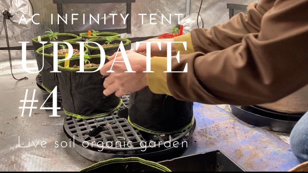 ac infinity tent update #4 -#acinfinity #grow #tent #garden #charliehempseed #dope #diy