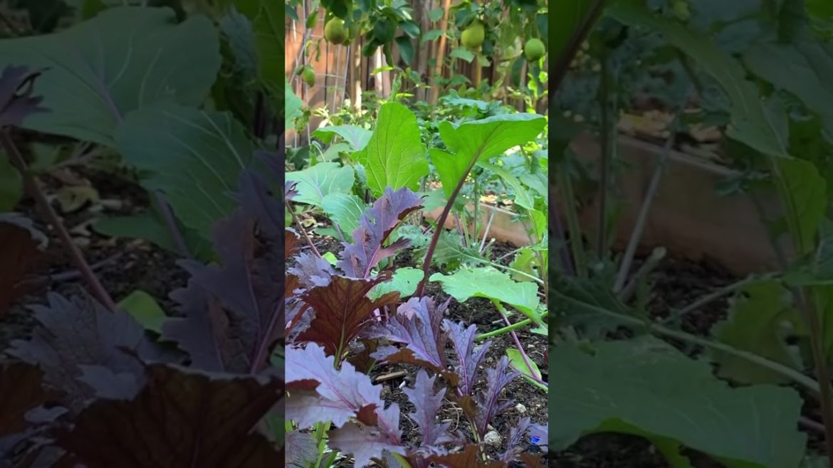 Growing Green Leafy Vegetables In The Urban Backyard Garden #shorts #vlogmas #gardentour
