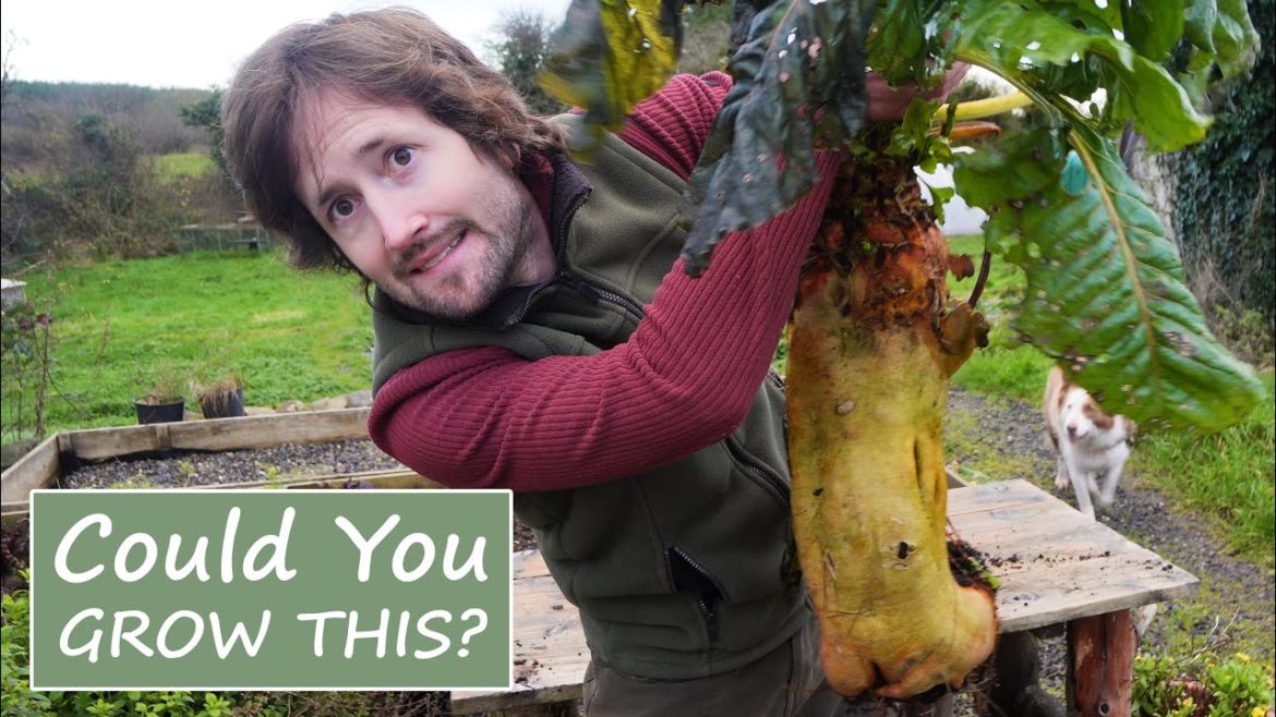 Where's The Best Place In The World To Live Off-Grid? Where's The Best Place In The World To Live Off-Grid?