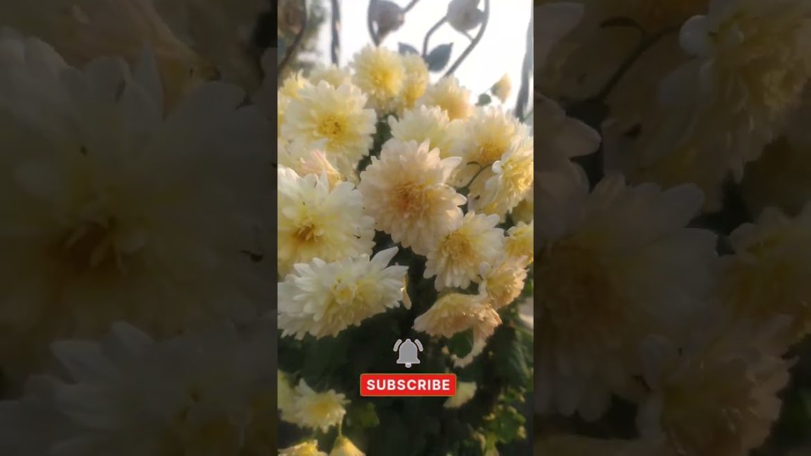 new varieties and new colours of chrysanthemum#chrysanthemumflower #gardeningtips