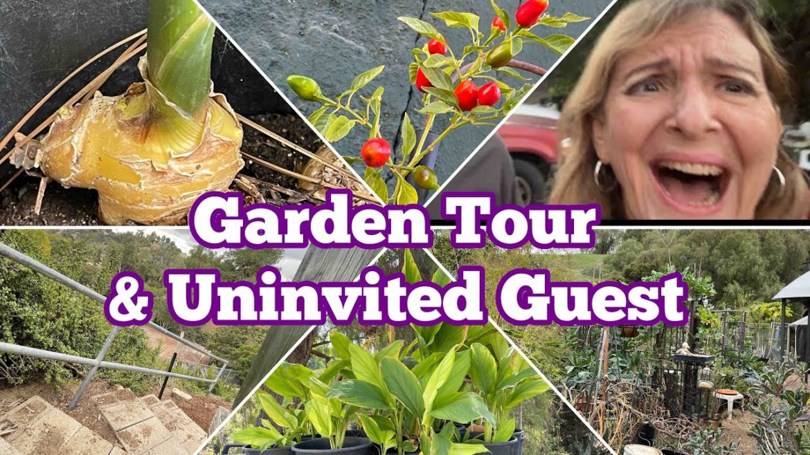 Fall Garden Tour How to Grow using Shower Curtain on Eggplant & Cucumbers & Container Gardening TIPS Fall Garden Tour How to Grow using Shower Curtain on Eggplant & Cucumbers & Container Gardening TIPS