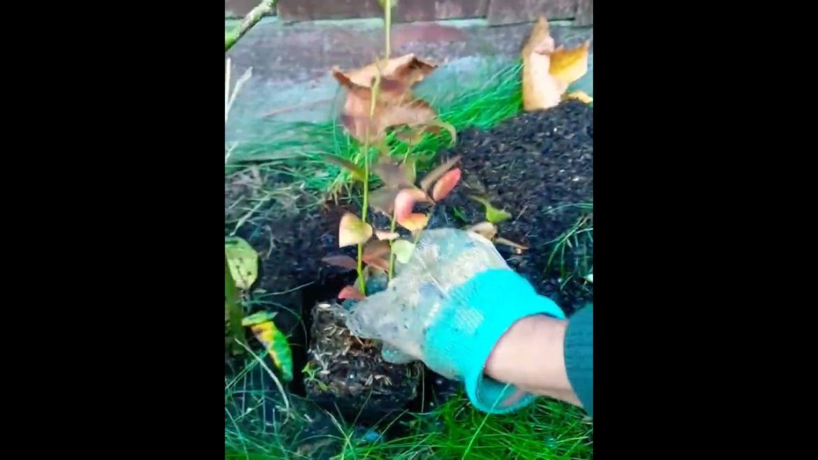 My Blueberry plant at home | #shorts #viral #garden My Blueberry plant at home | #shorts #viral #garden