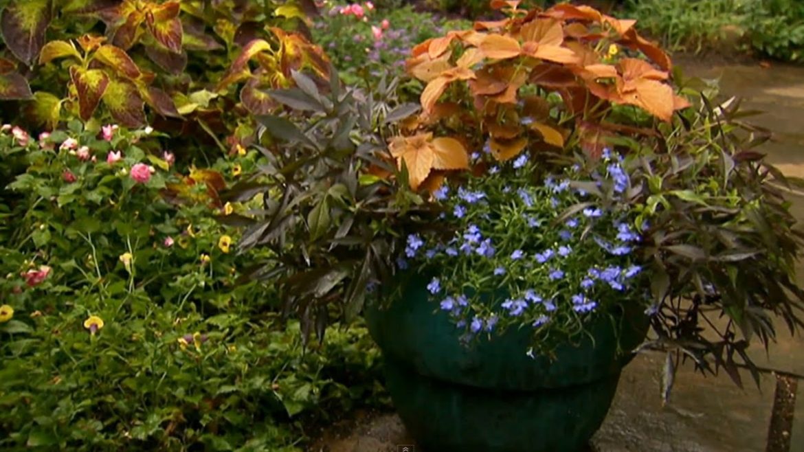 How to Use Container Gardening for Landscape Design | P. Allen Smith Classics