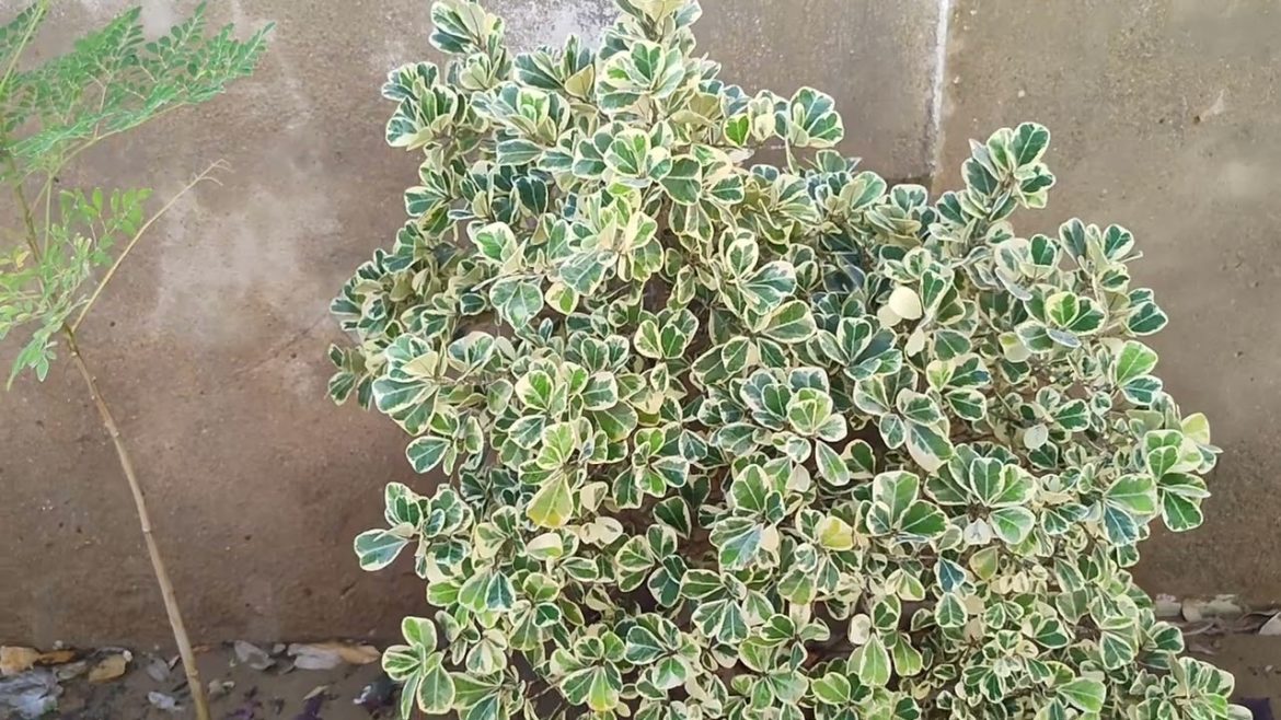 Ficus Triangularis, Triangle Ficus Winter Care & Growing Tips, KK Home Gardening, Ficus Winter Care