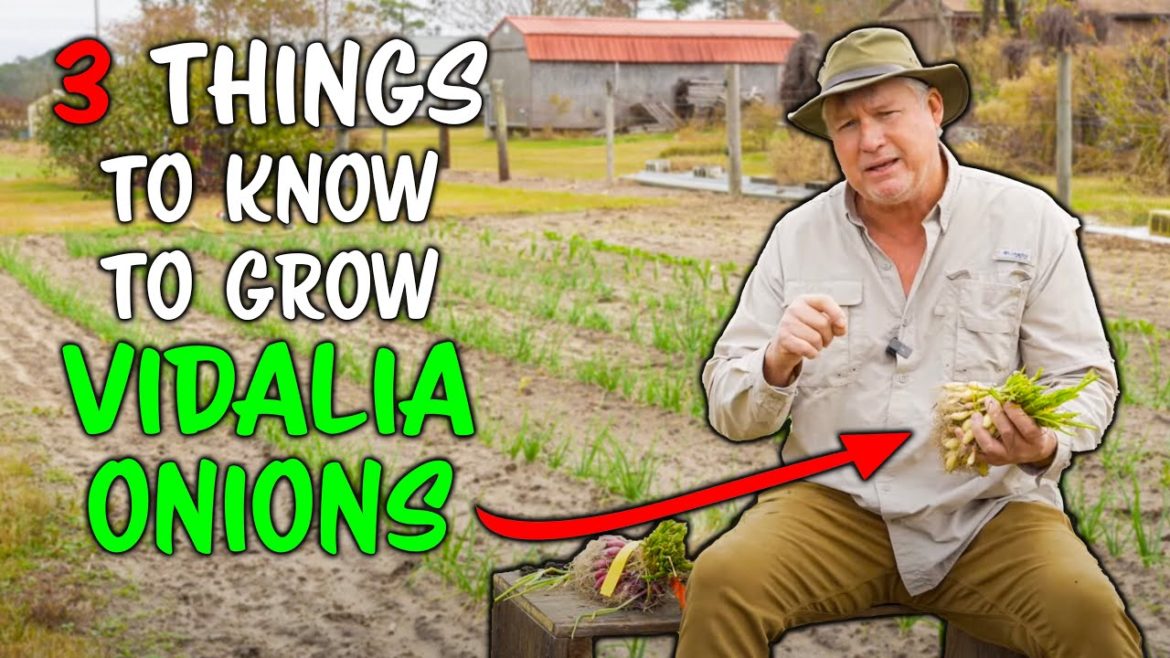 How to Grow Sweet (Vidalia) Onions How to Grow Sweet (Vidalia) Onions
