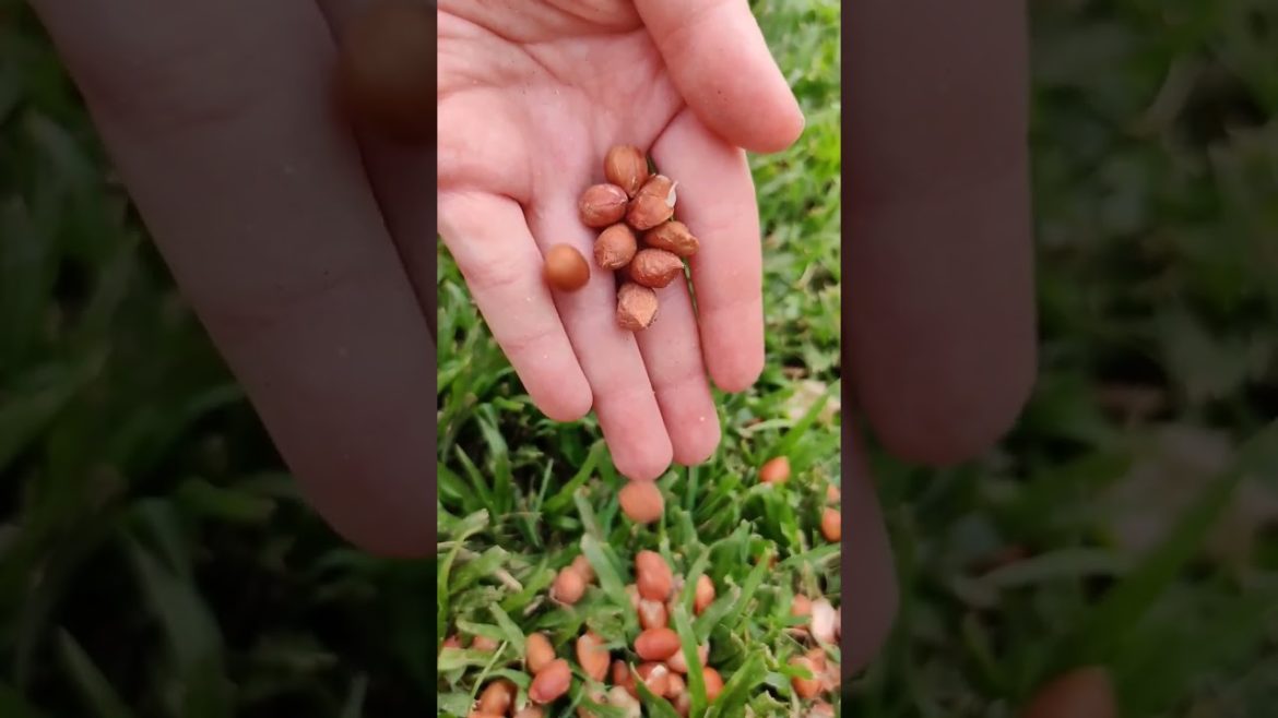 How To Grow Peanuts 🥜🤍 @_Ibarbi._- 🌸Capricorn Gardening Channel 🌸😻🌸🌷🫐🌻🥜🤍💓💓💓💓💓#tips #gardening