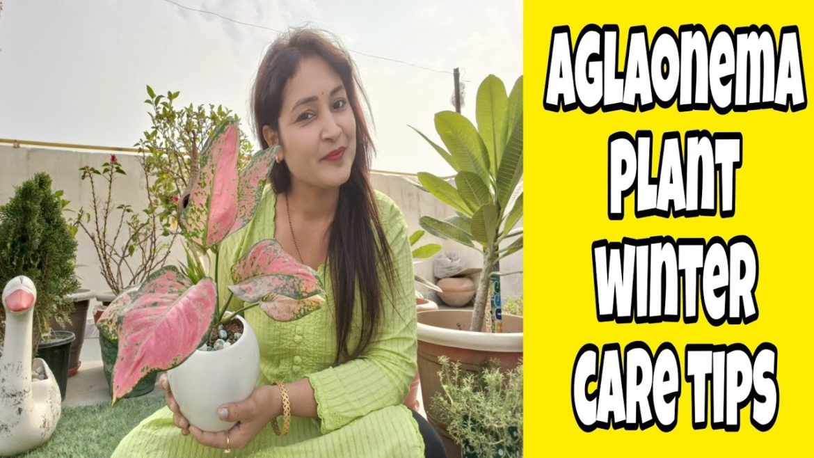 Lipstick Aglaonema Plants Winter Care Tips | सर्दियों में Aglaonema पौधे की देखभाल