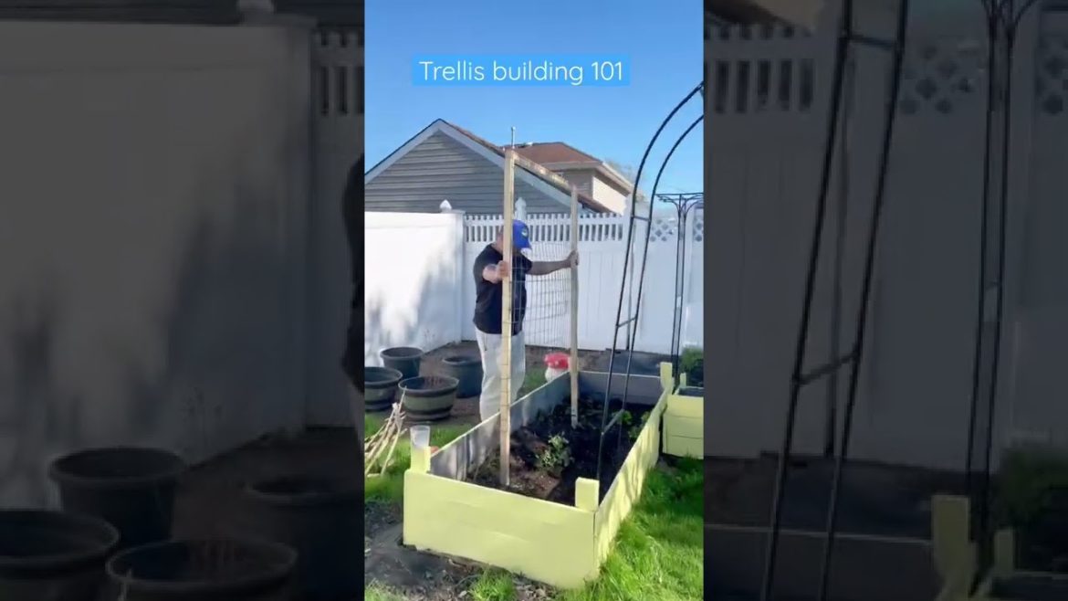 Vertical DIY Tomato & Watermelon Trellis | Easy backyard garden trellis #shorts #diygardening Vertical DIY Tomato & Watermelon Trellis | Easy backyard garden trellis #shorts #diygardening