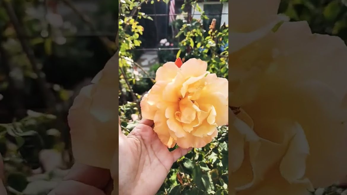 front yard roses / roses name labeled