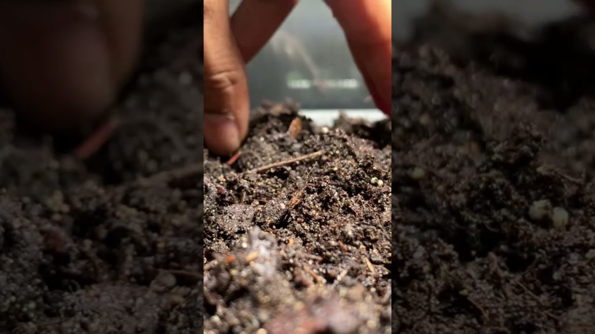 Seeds, Soil, Water #gardening #shorts #growyourownfood Seeds, Soil, Water #gardening #shorts #growyourownfood