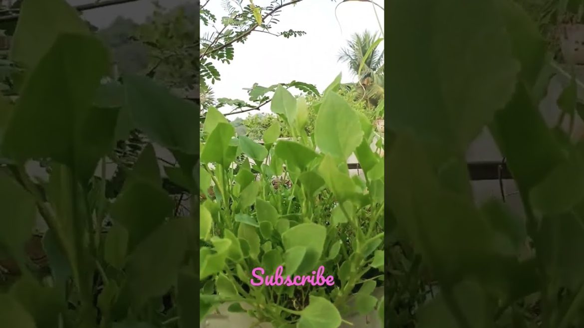 Chukkakura in our Garden || Grow Sorrel at home || Terrace Gardening || Leafy Vegetables