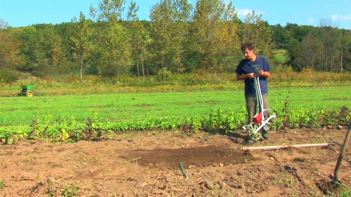 Vegetable Gardening : How to Grow Swiss Chard