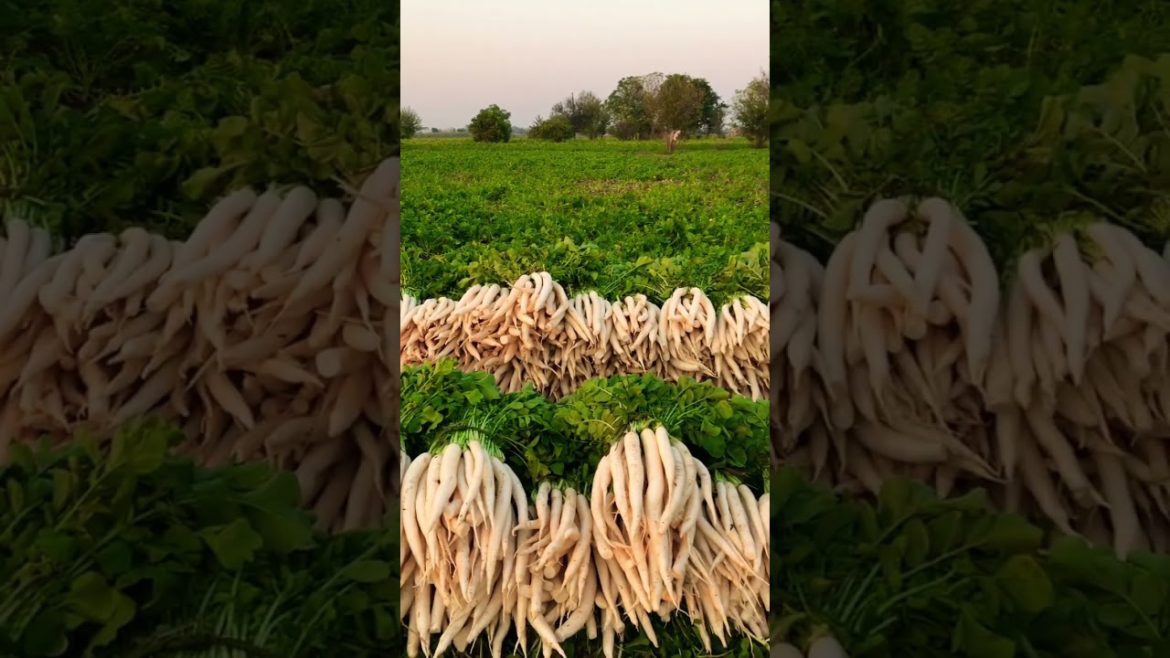 Radish  Garden Wide Radish Green Leaves