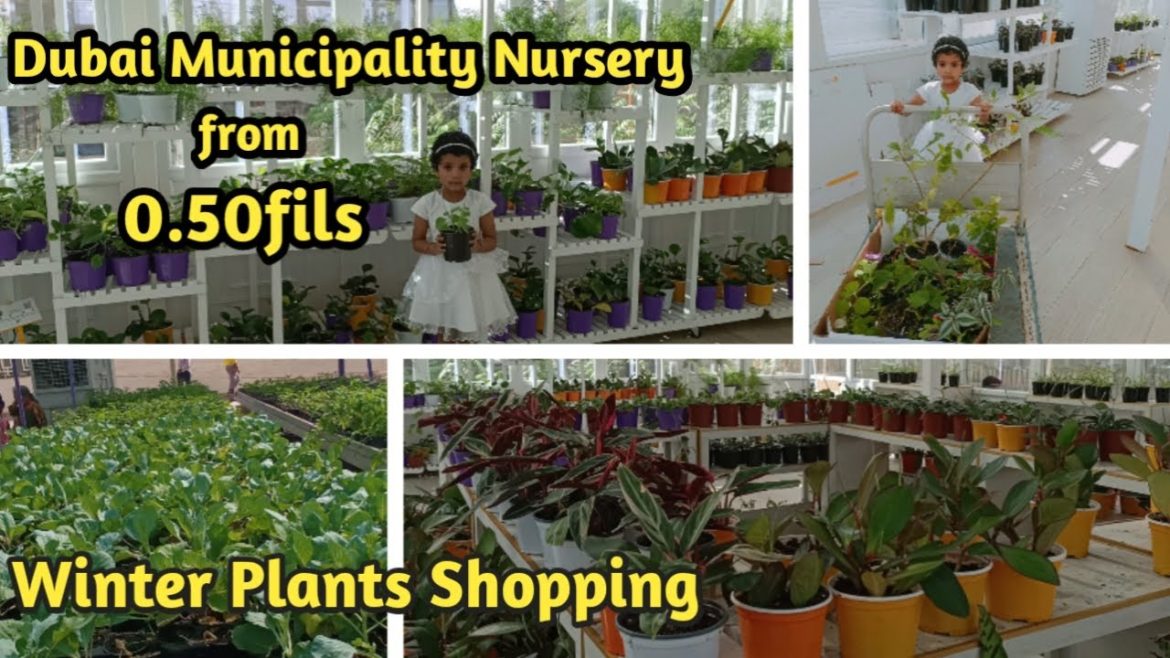 Dubai Municipality Nursery | Plants Shopping vlog | Dubai Balcony Garden | Winter Plants shopping Dubai Municipality Nursery | Plants Shopping vlog | Dubai Balcony Garden | Winter Plants shopping