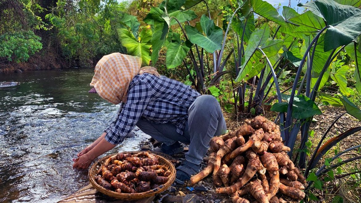 Digging Taro Root -  Harvesting The Green mustard - The Villager