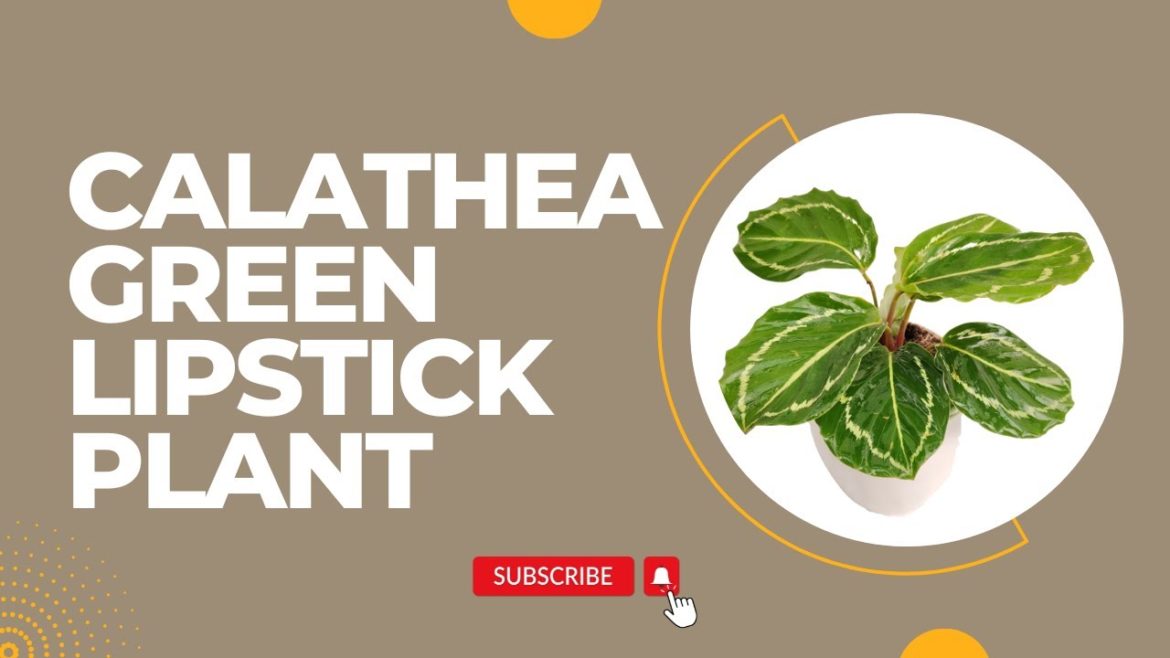 Calathea Green Lipstick Plant