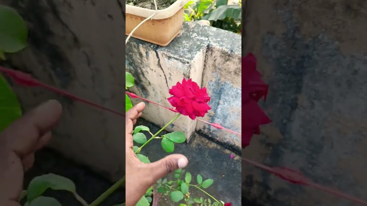 Beautiful Red rose ||#shorts #garden #water
