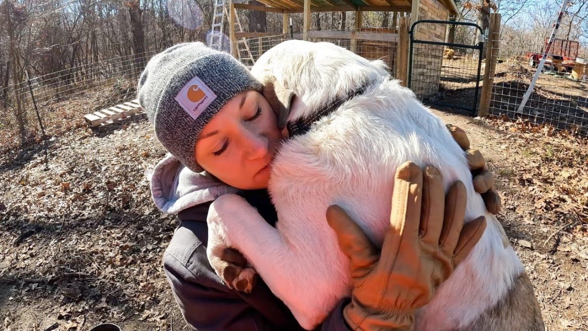 Are they BOTH limping?! Are they BOTH limping?!