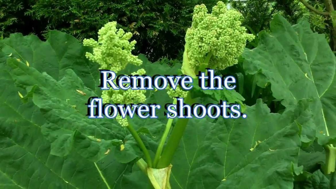 Growing Rhubarb Secret to maximum production – Care and Harvesting (Gardening Tips) Growing Rhubarb Secret to maximum production - Care and Harvesting (Gardening Tips)