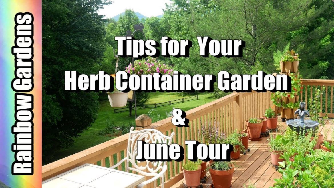 The Herb Container Garden – Tips for Basil & Bolting Lettuce, Aphids! The Herb Container Garden - Tips for Basil & Bolting Lettuce, Aphids!