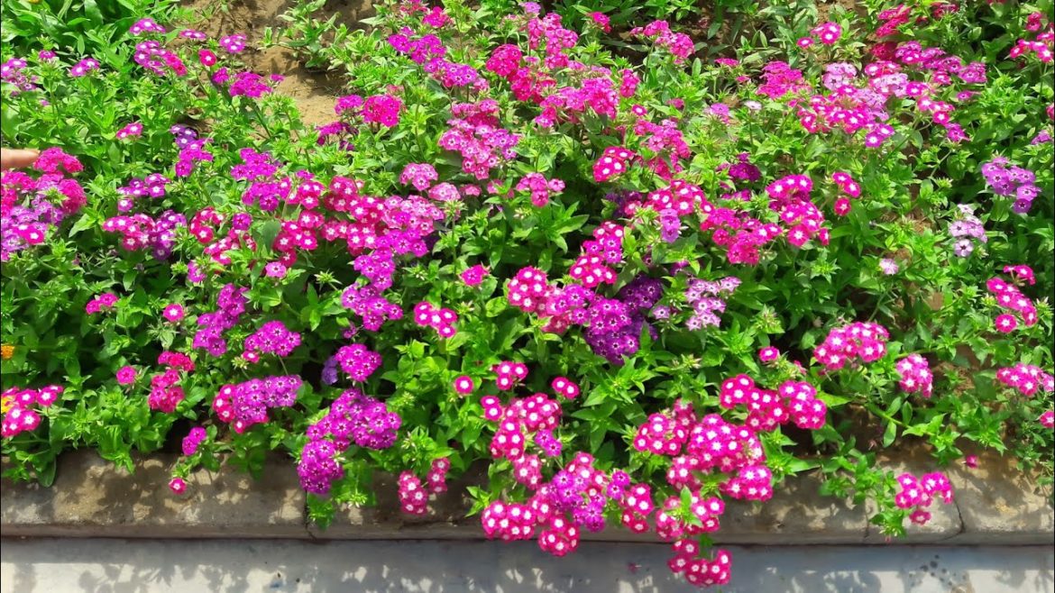 My Backyard Garden || Backyard Plants || Spring Garden