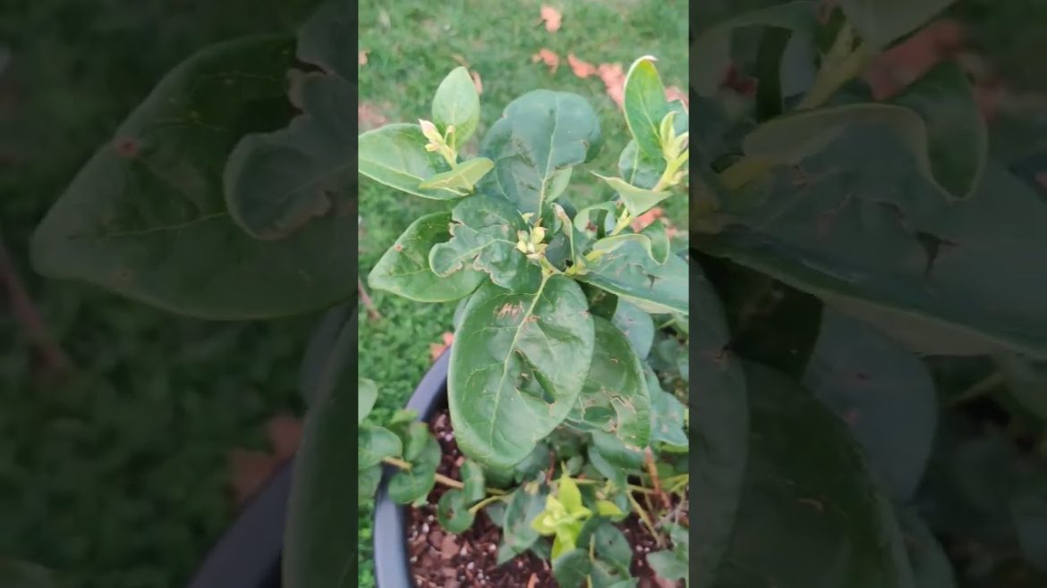 Growing Sweet Giant Blueberries ! @ibarbi π₯°π»π«ππππ #subscribe #fruit #tips #gardening #ideas π Growing Sweet Giant Blueberries ! @_ibarbi_ π₯°π»π«ππππ #subscribe #fruit #tips #gardening #ideas π