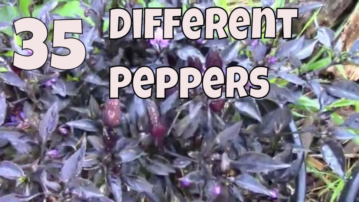 35 Different Types of Peppers Growing in Our Backyard Garden 35 Different Types of Peppers Growing in Our Backyard Garden