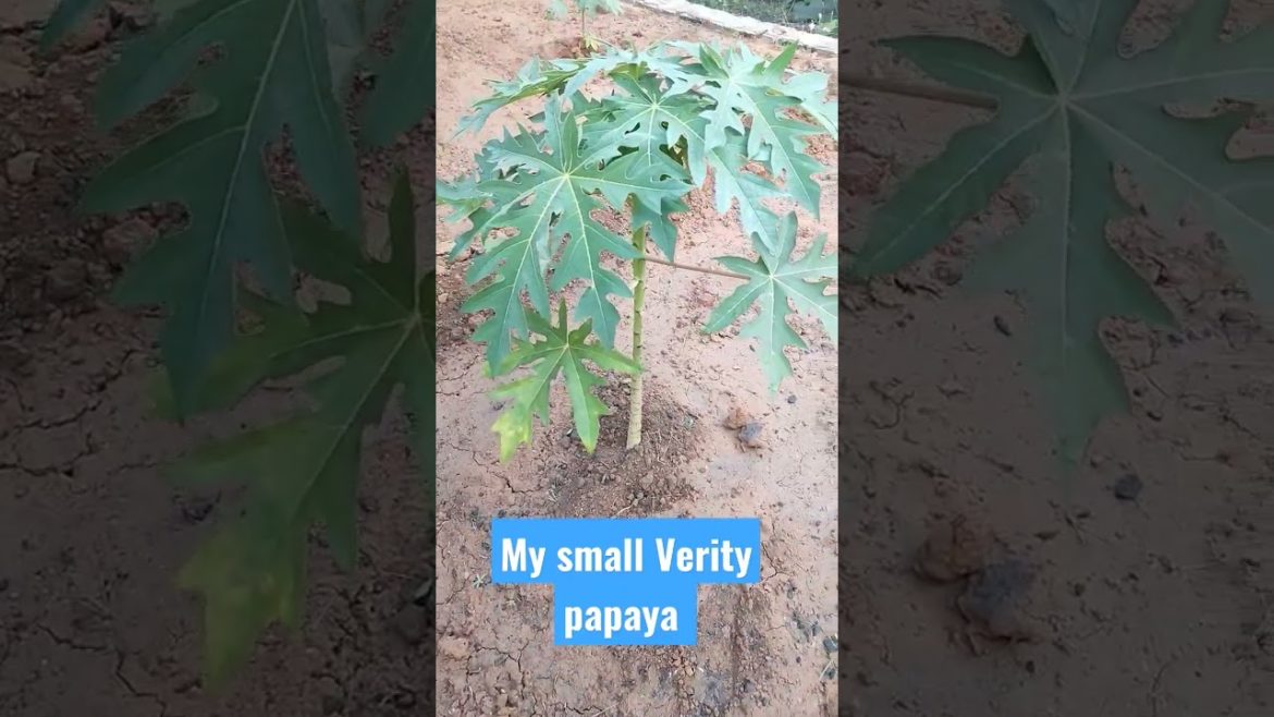 #shorts //Small Verity papaya plant 💕//New youtube shorts