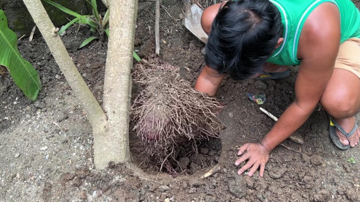 HIGANTENG LIGAW NA UBE!!! MGA SARIWANG HULI! SUAHE! SUGPO!!! ALIMANGO!!! GARDENING AT MUKBANG. PASKO