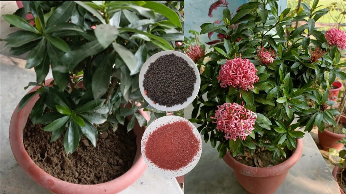 flower pane ka sahi tarika //Home Garden  Tips