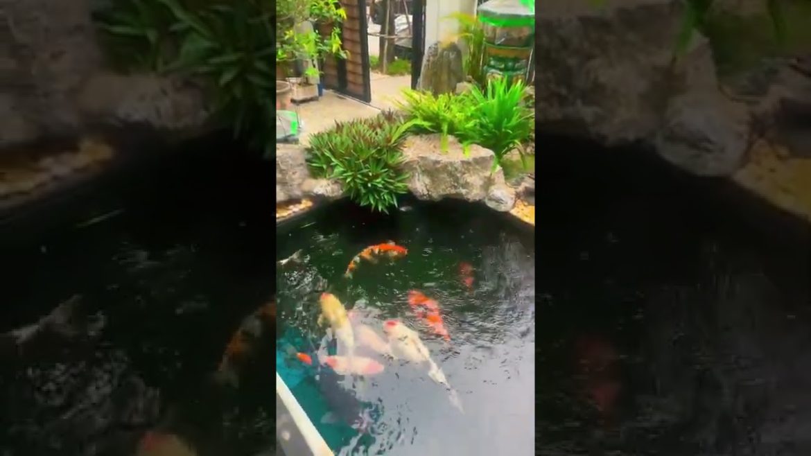 Backyard Landscape Koi Pond